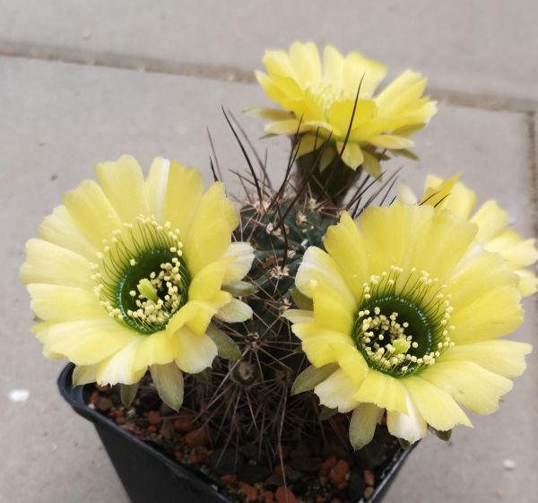 Lobivia jajoiana - Bl. gelb/grün